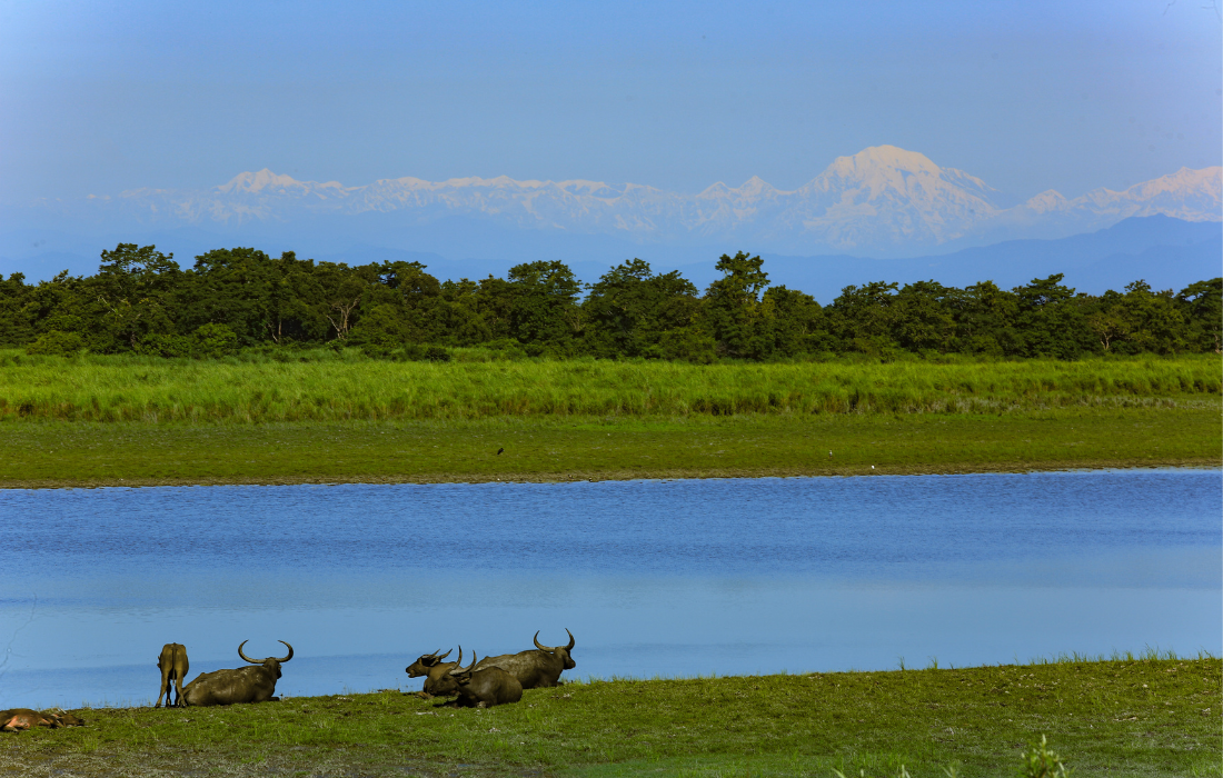  Kaziranga National Park Jeep Safari